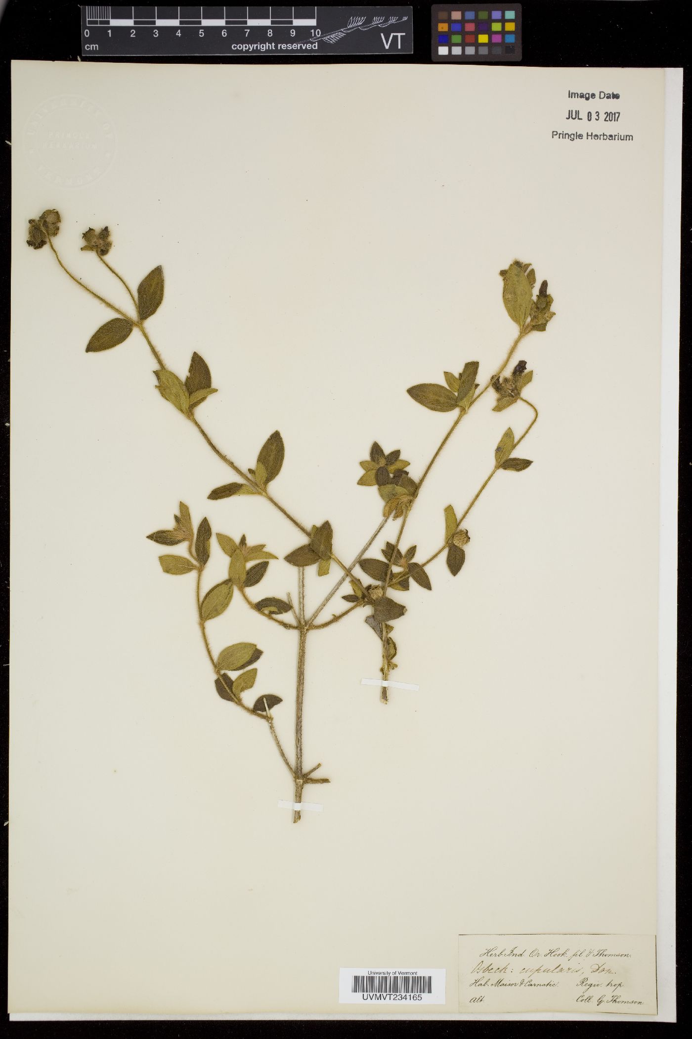 Osbeckia brachystemon image