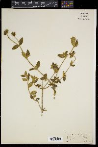 Image of Osbeckia brachystemon