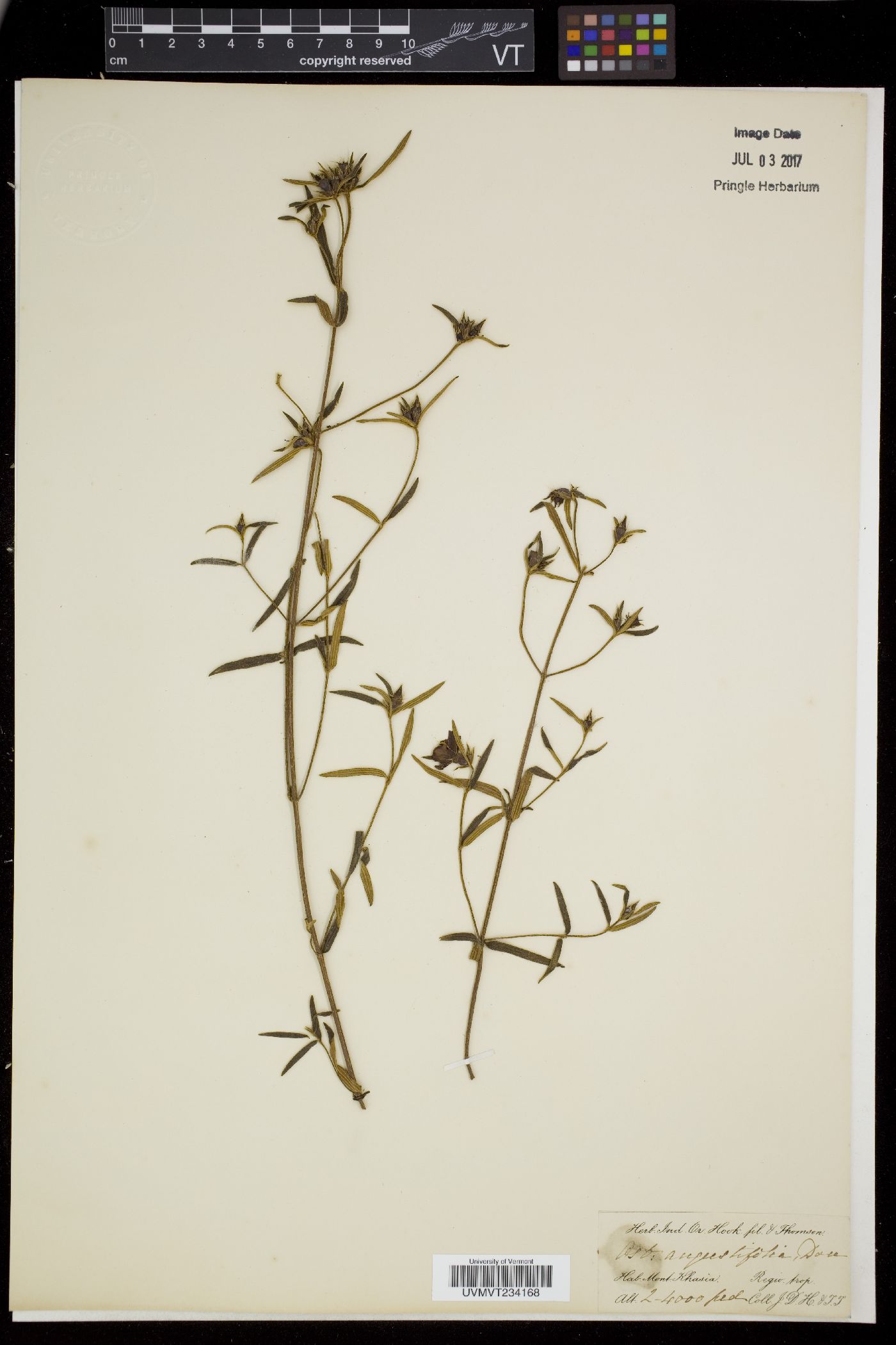 Osbeckia chinensis var. angustifolia image