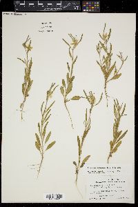 Oenothera spachiana image