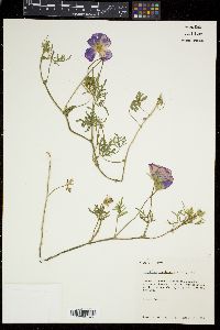 Callirhoe involucrata image