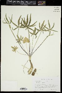 Callirhoe papaver image