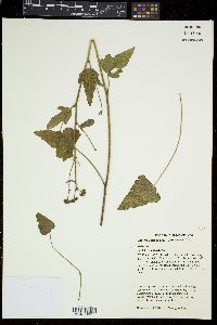 Callirhoe triangulata image
