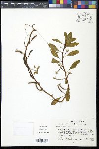 Ludwigia peploides image