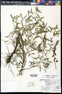 Ludwigia sphaerocarpa image