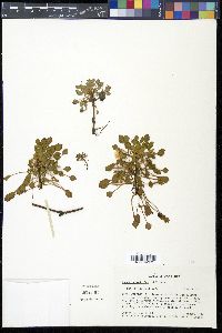 Ludwigia sedoides image