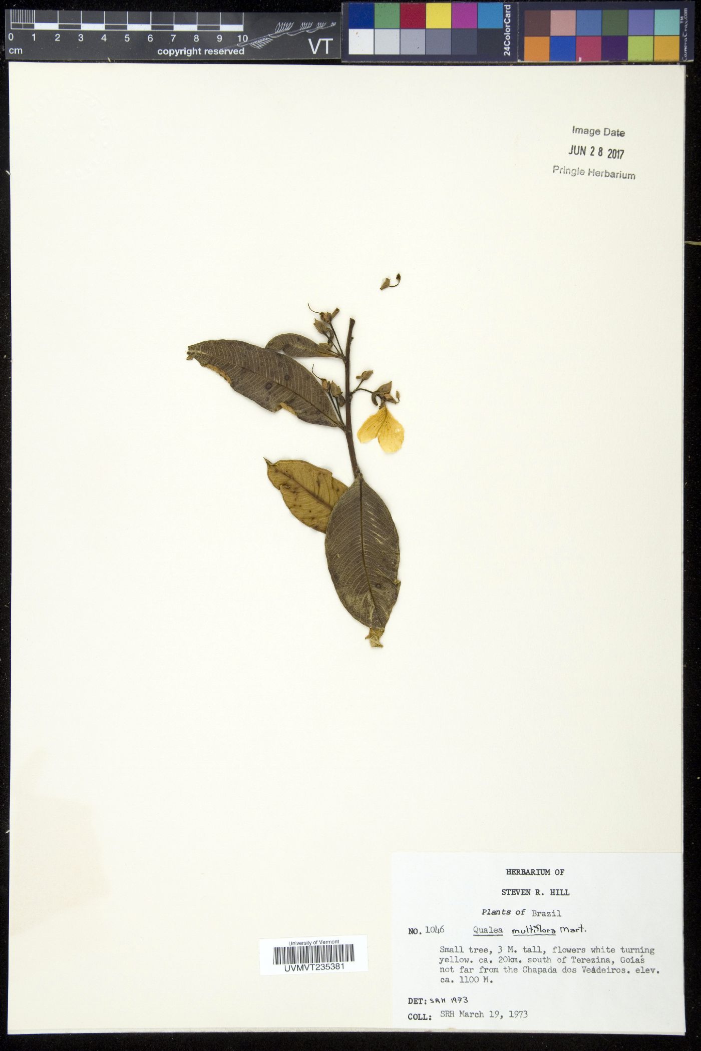 Qualea multiflora image