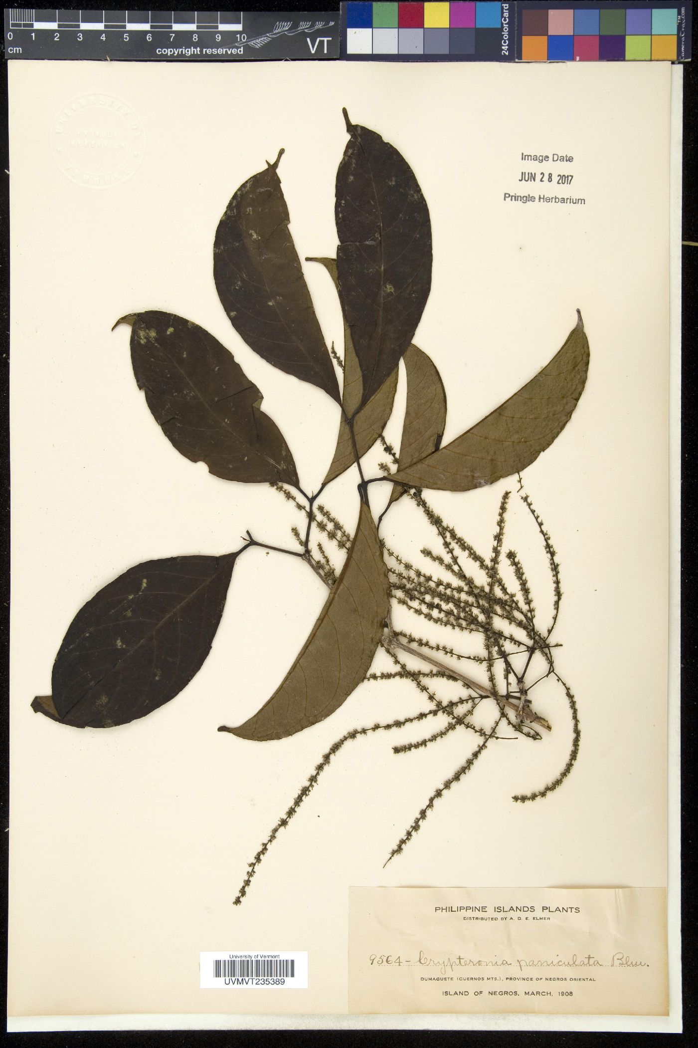 Crypteronia paniculata image