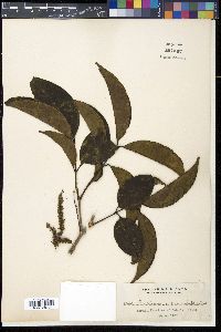 Crypteronia paniculata image