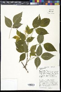 Staphylea trifolia image