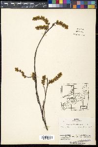 Stachyurus praecox image