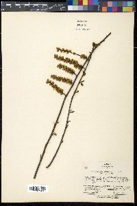 Stachyurus praecox image