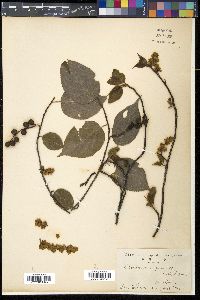 Stachyurus praecox image