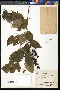 Stachyurus praecox image