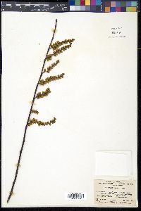 Stachyurus praecox image