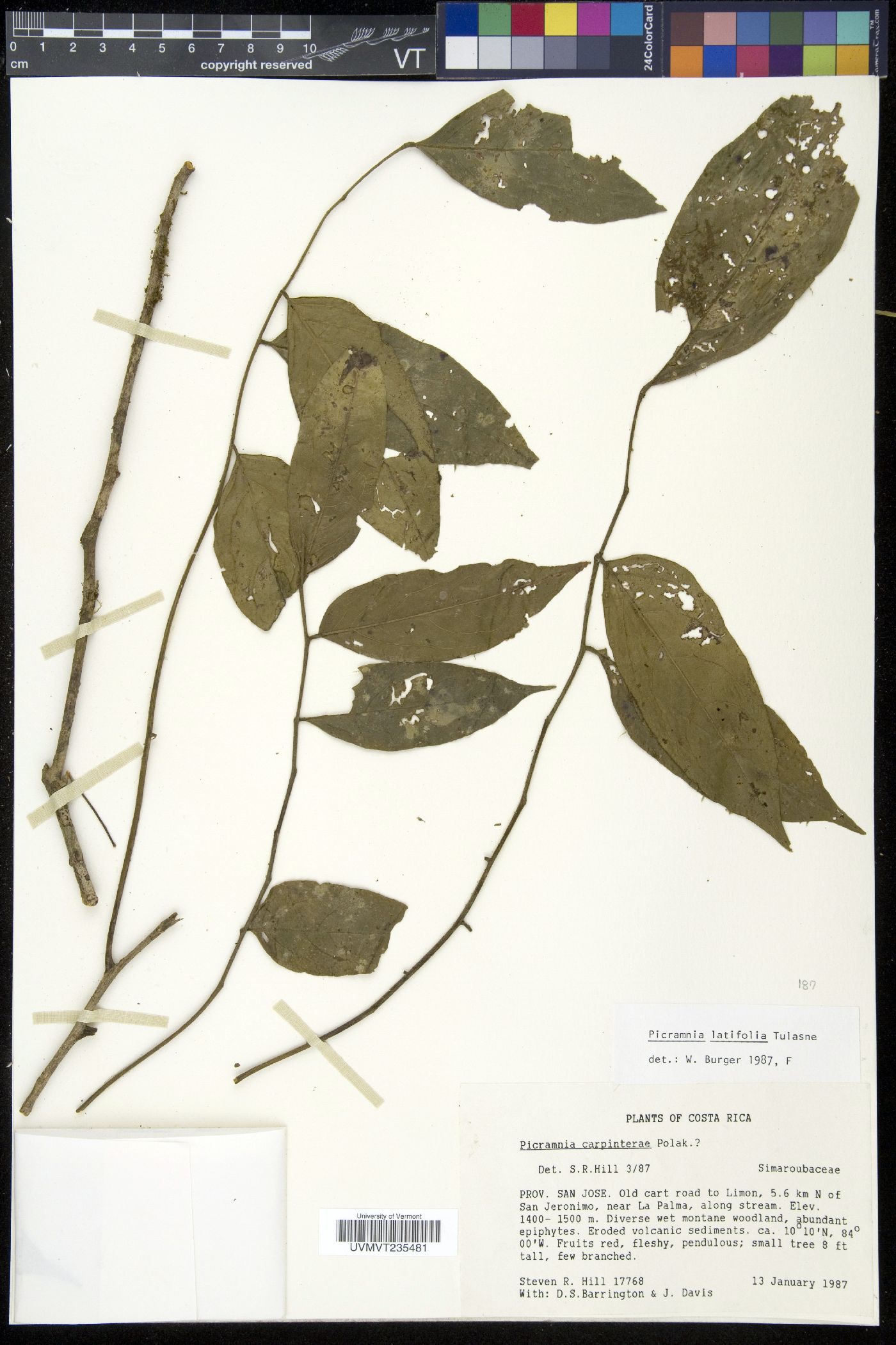 Picramnia latifolia image
