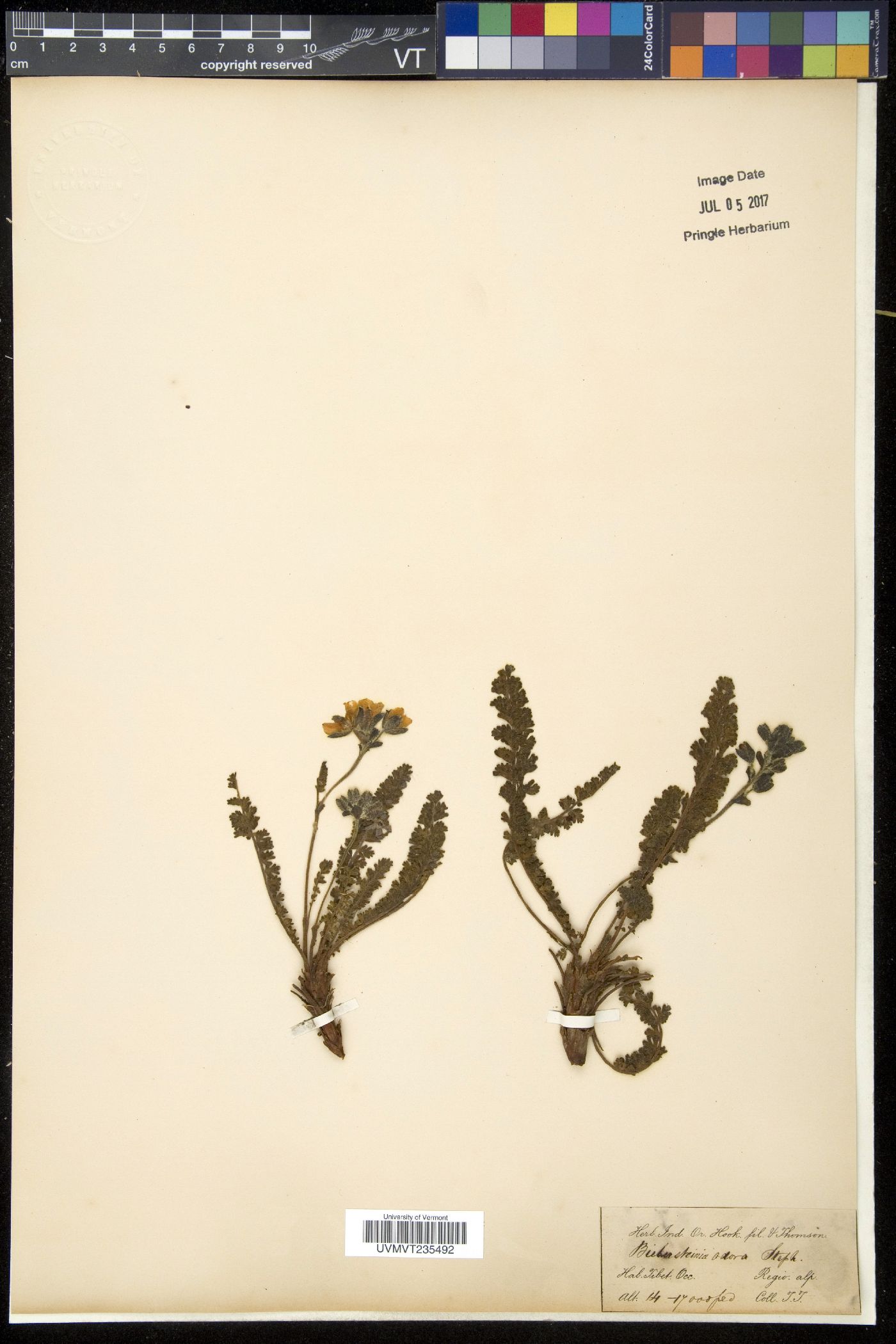 Biebersteinia odora image
