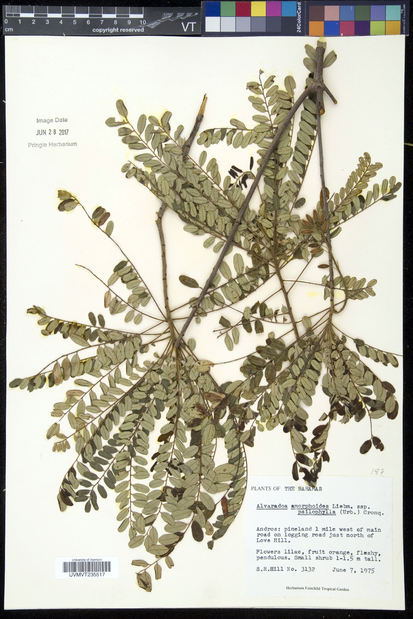 Alvaradoa amorphoides subsp. psilophylla image