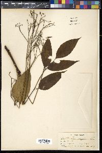 Image of Canarium engleri