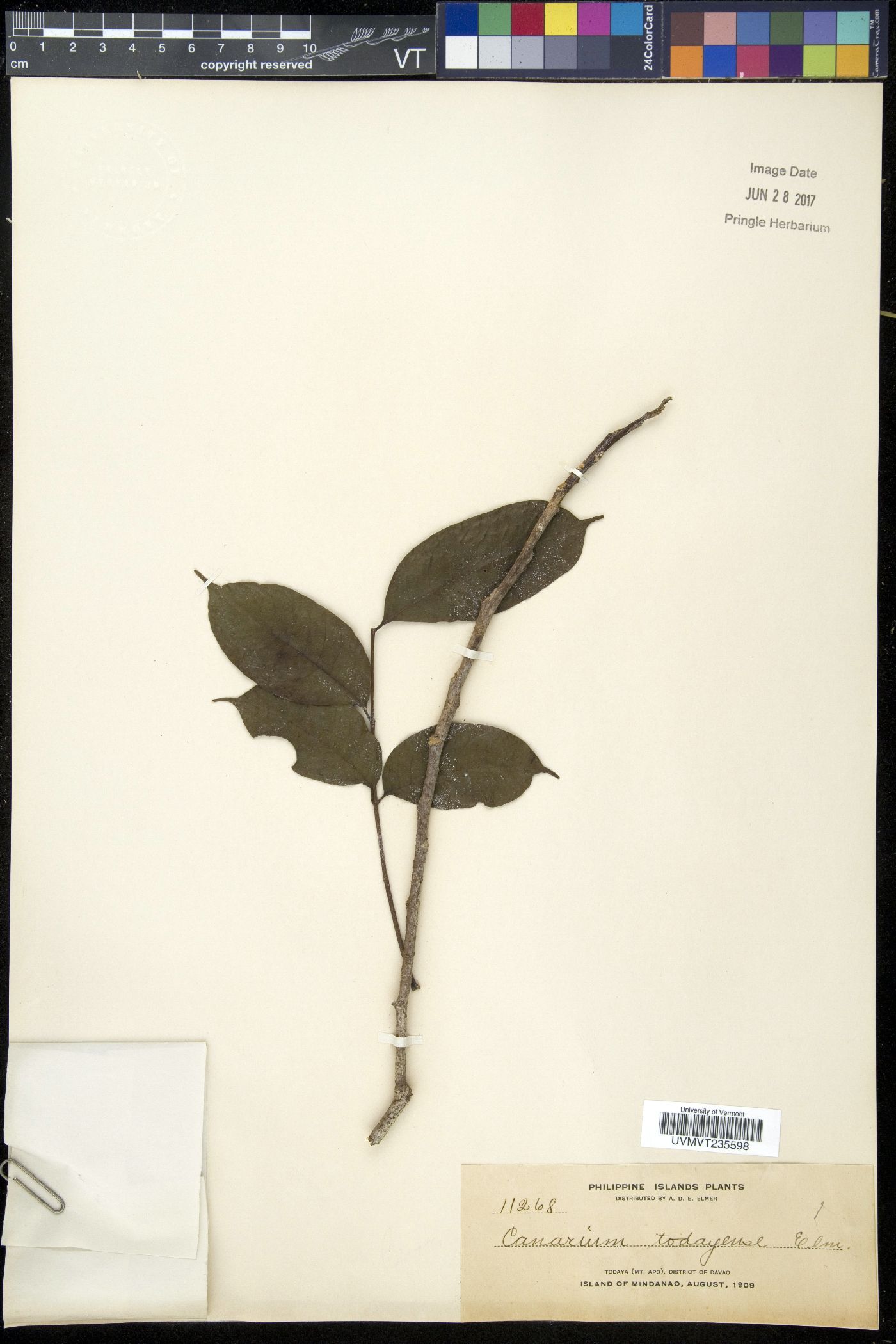 Canarium euryphyllum image