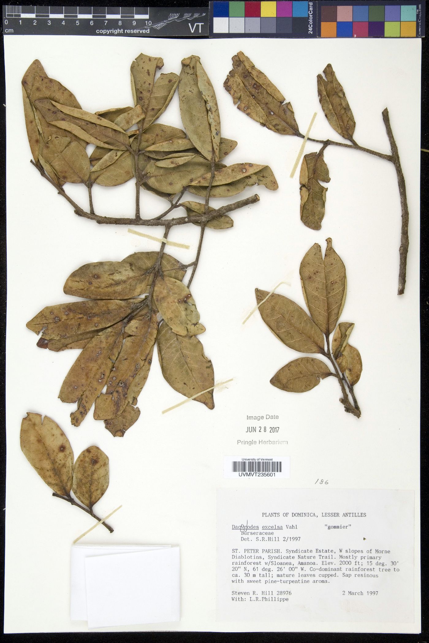 Dacryodes excelsa image