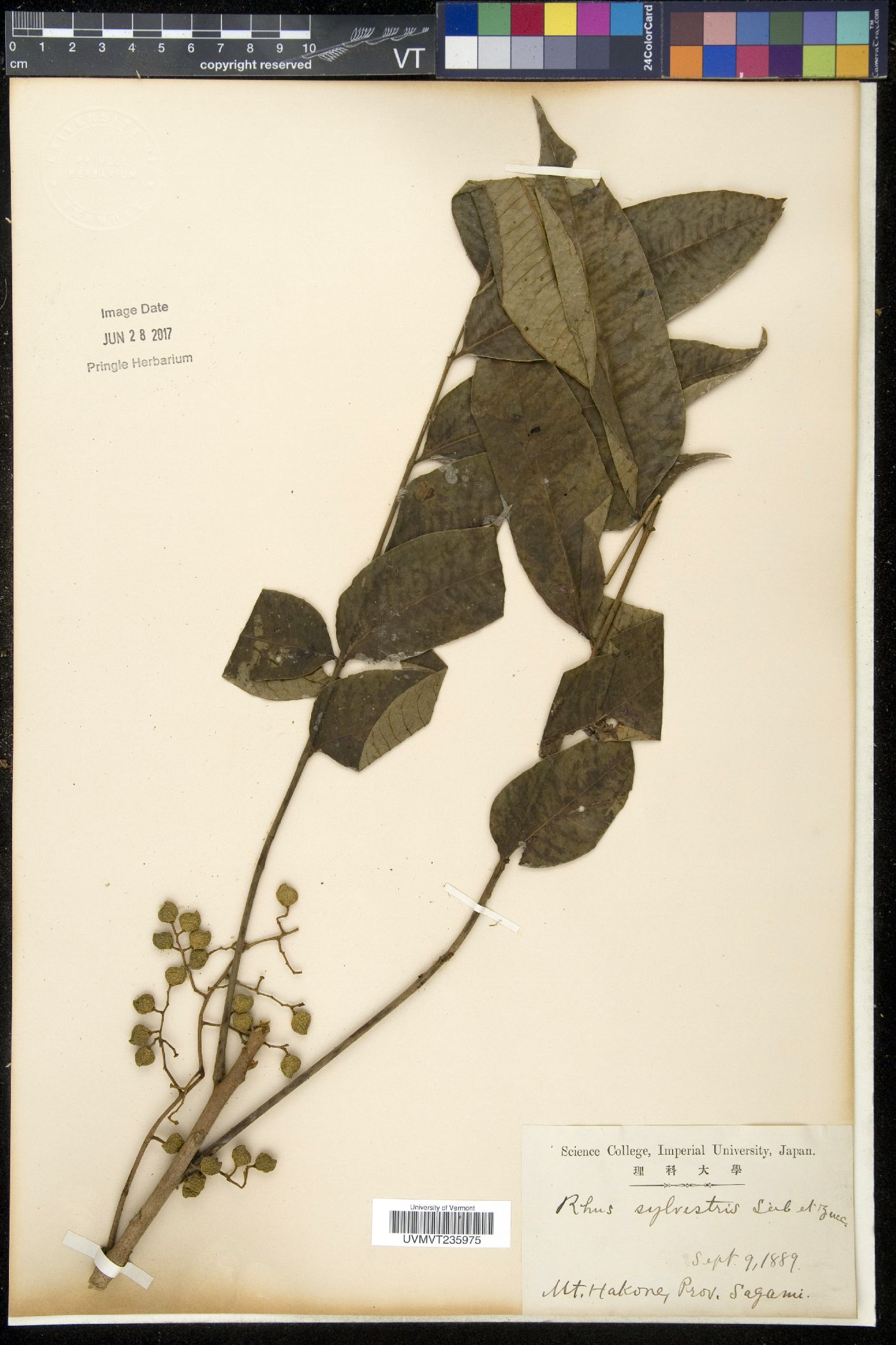 Toxicodendron sylvestre image