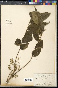 Toxicodendron sylvestre image