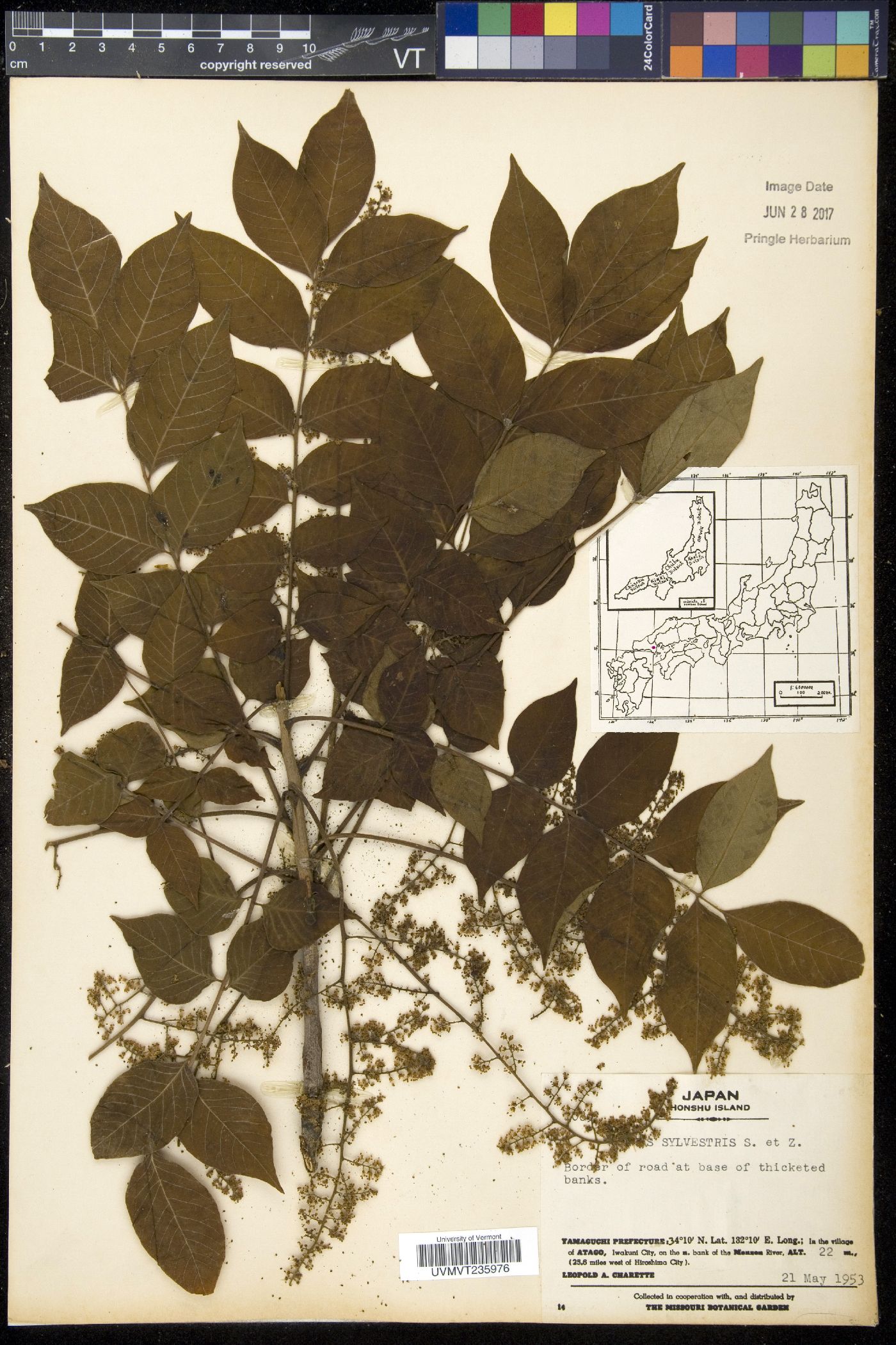 Toxicodendron sylvestre image