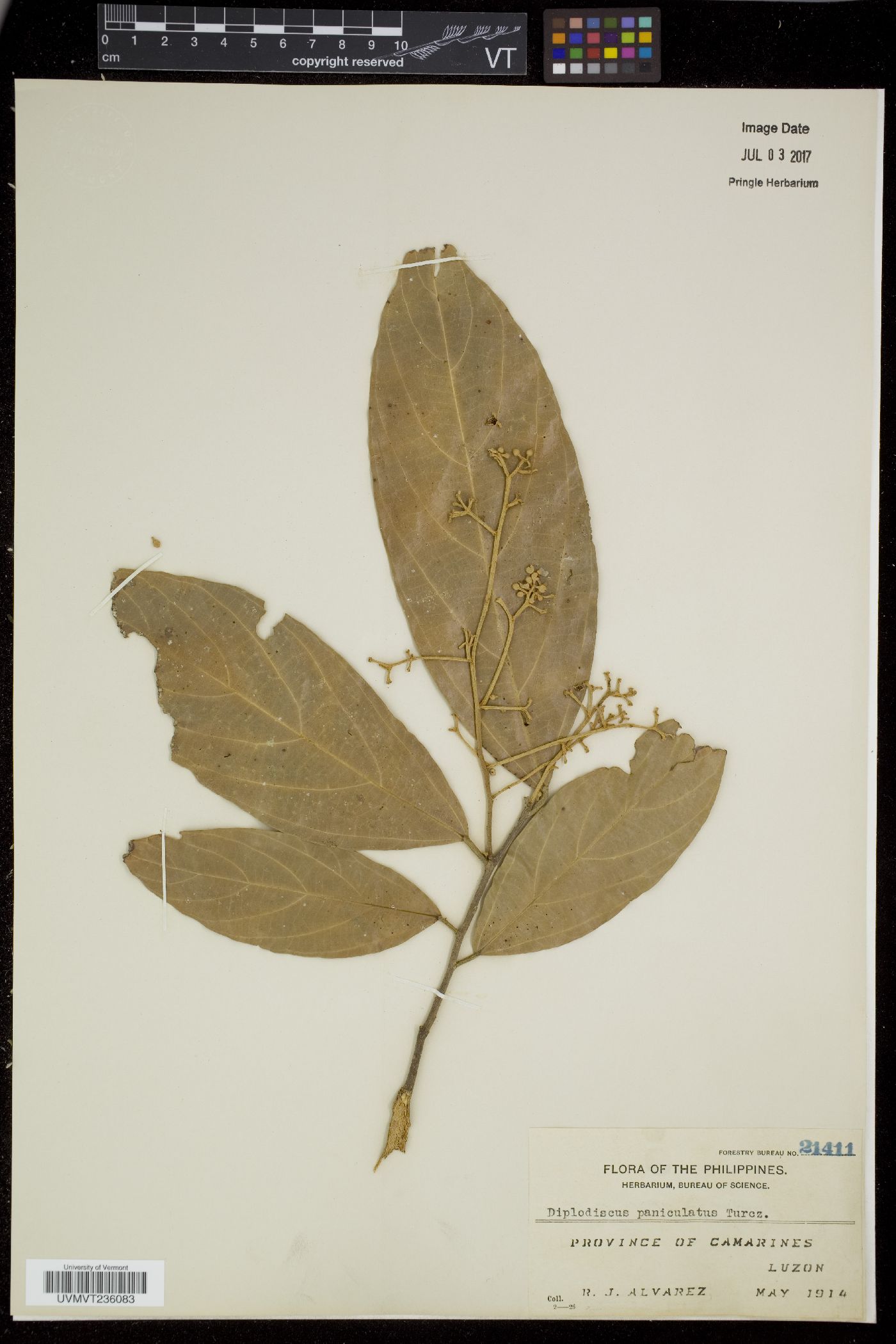 Diplodiscus paniculatus image