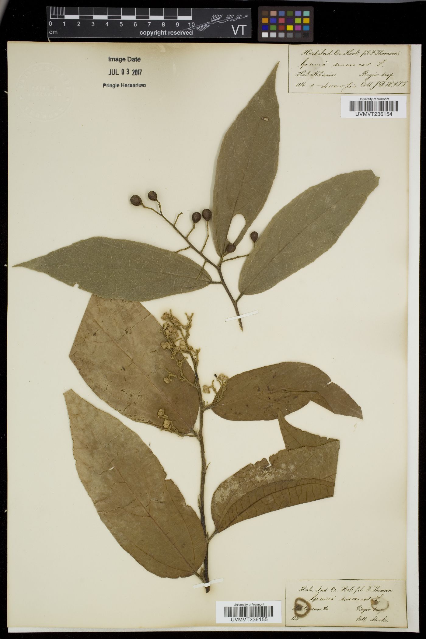 Microcos paniculata image