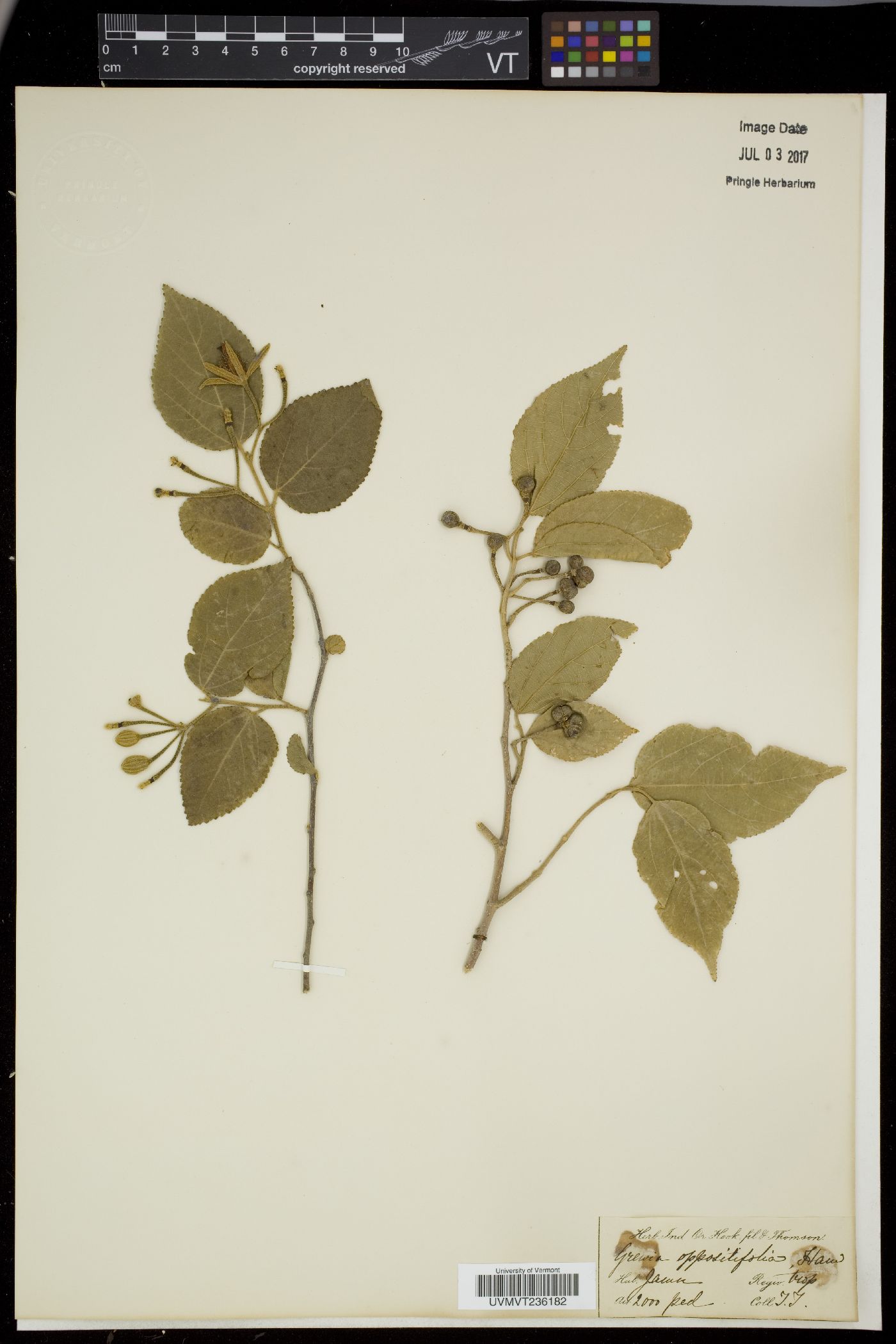 Grewia oppositifolia image