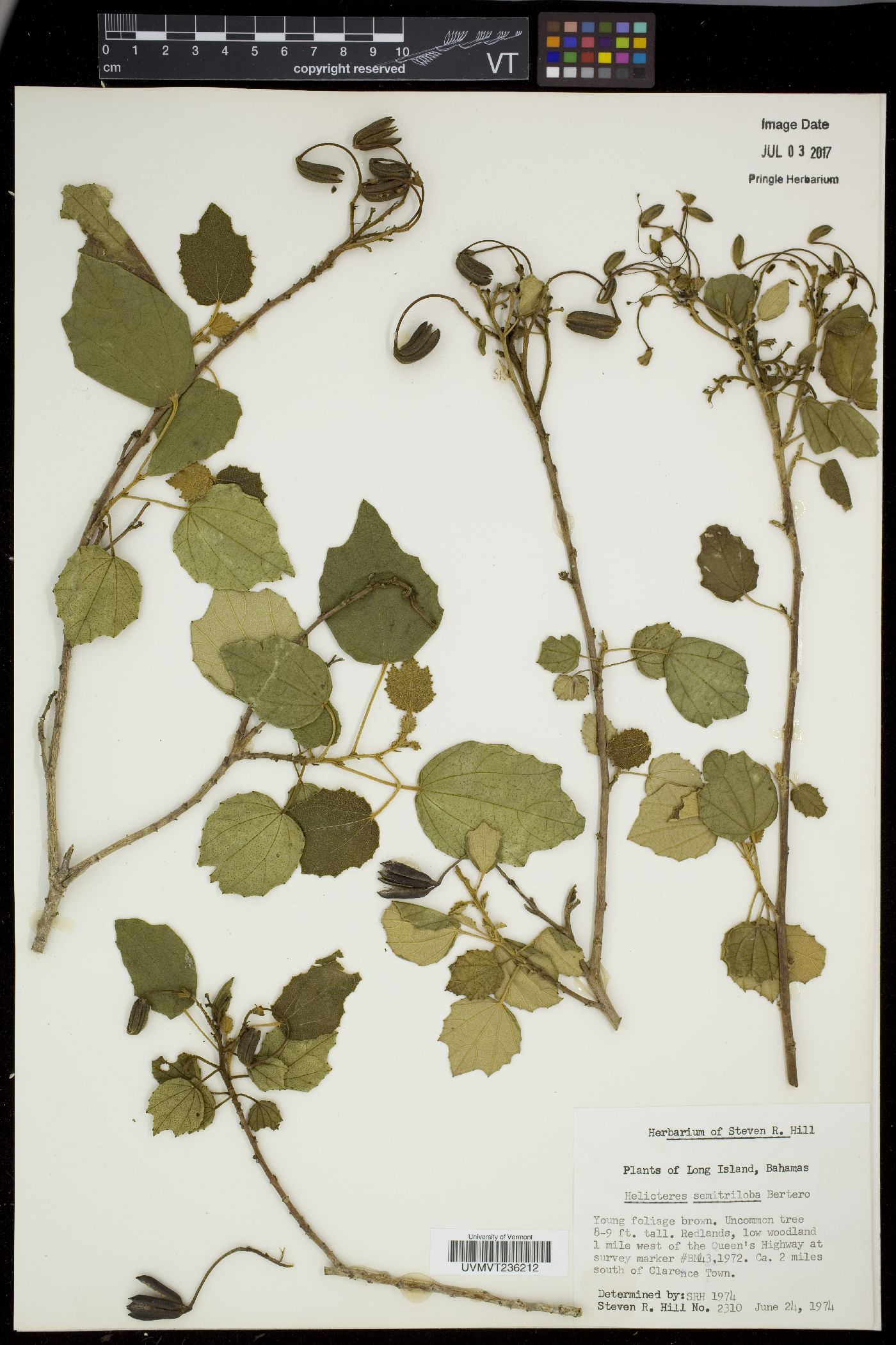 Helicteres semitriloba image