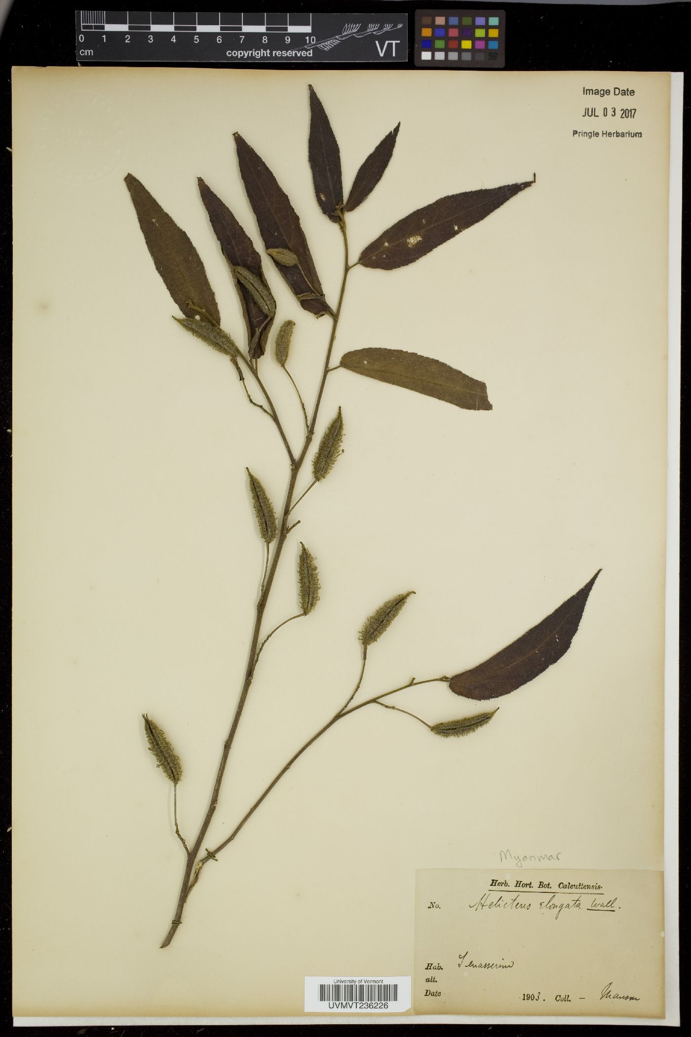 Helicteres elongata image