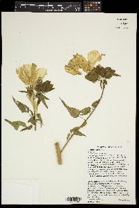 Hibiscus laevis image