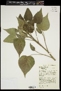 Hibiscus lasiocarpos image