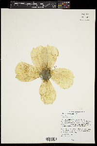 Hibiscus lasiocarpos image