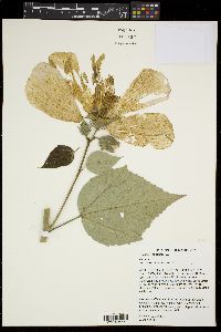 Hibiscus moscheutos image