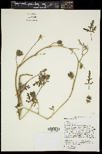 Hibiscus trionum image