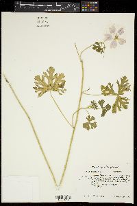 Malva moschata image