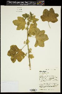 Malva verticillata image