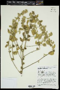 Malvastrum amblyphyllum image