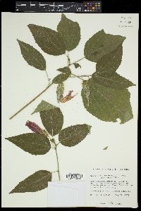 Malvaviscus arboreus var. mexicanus image