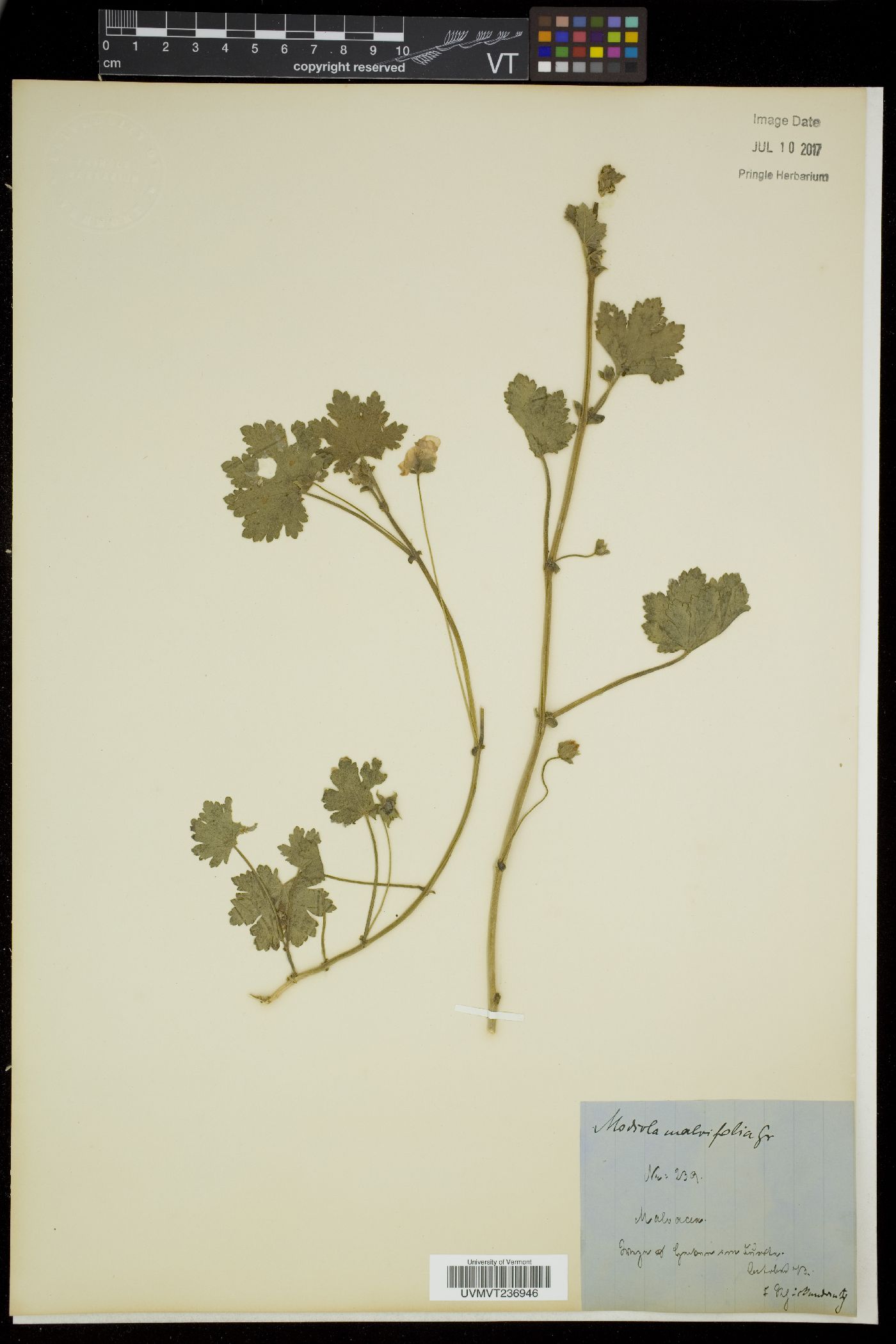 Modiolastrum malvifolium image