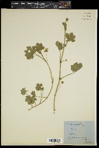 Modiolastrum malvifolium image