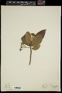 Acronychia pedunculata image