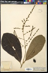 Semecarpus anacardium image