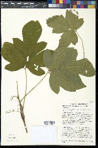 Toxicodendron pubescens image