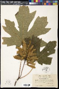 Acer macrophyllum image