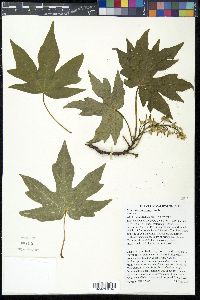 Acer macrophyllum image