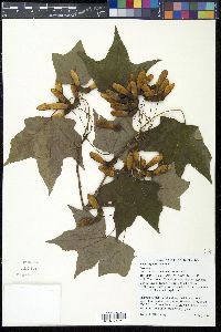 Acer nigrum image